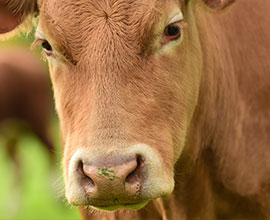 cow close-up image