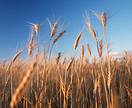 crop field image