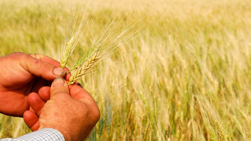 farmer hands grasping wheat image