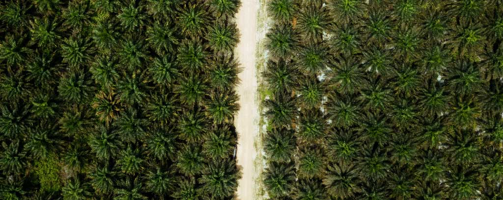 landscape palm tree forest image