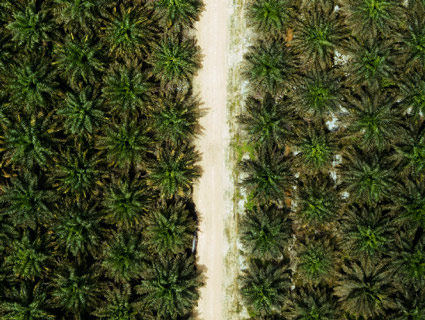 landscape palm tree forest image