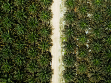 landscape palm tree forest image landscape palm tree forest image