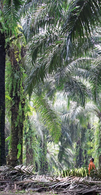 landscape palm tree forest path people image landscape palm tree forest path people image