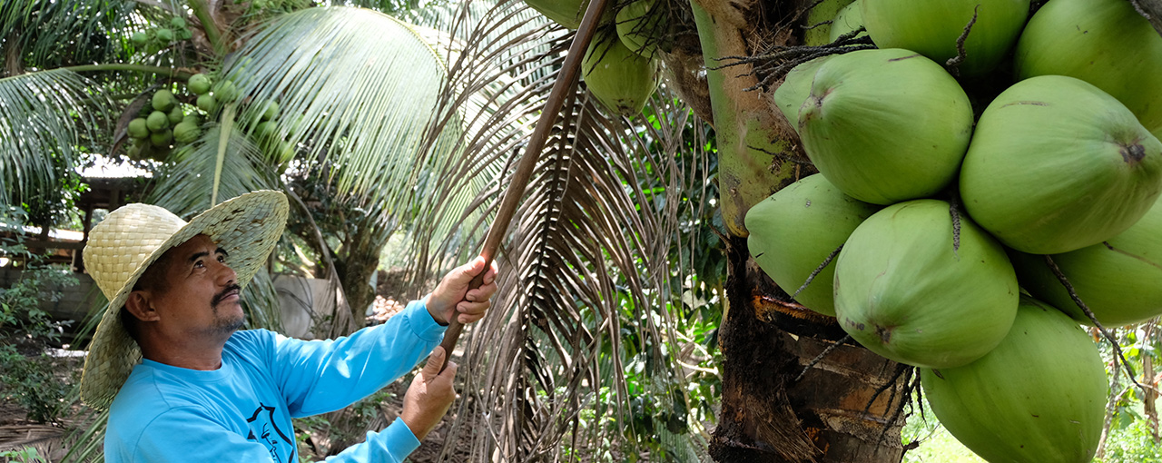 Sustainable Coconut Oil -heroimage.