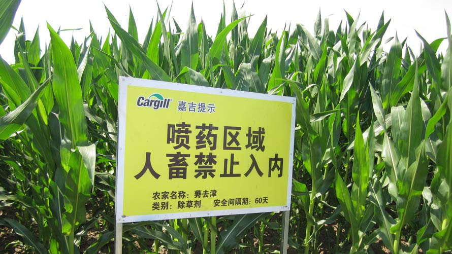 Making corn farming in China image