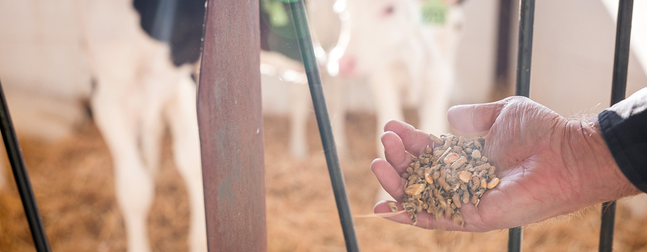 Grain in hand in dairy barn