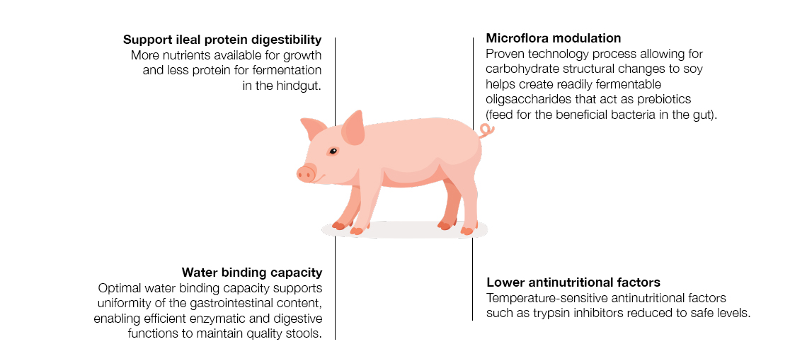 Provisoy - Piglet Feed Additive