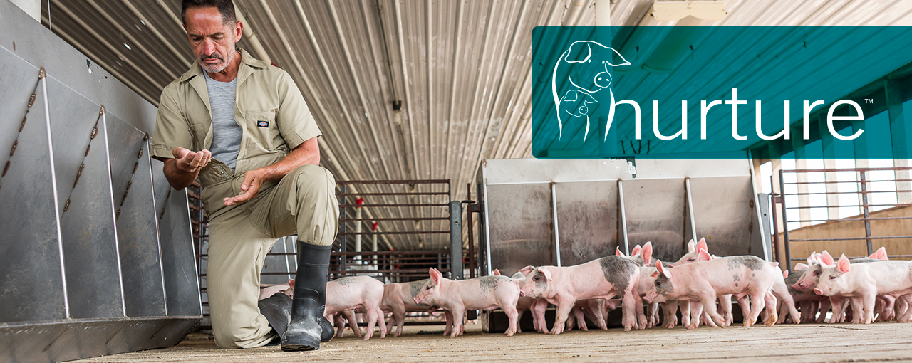Swine Nurture-hero