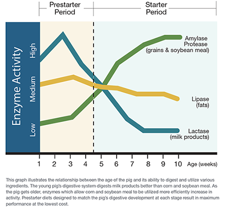 Enzyme Activity