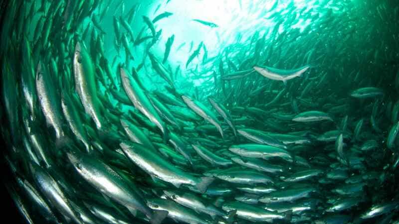 school of fish 