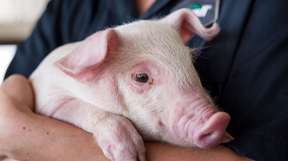 pigglet