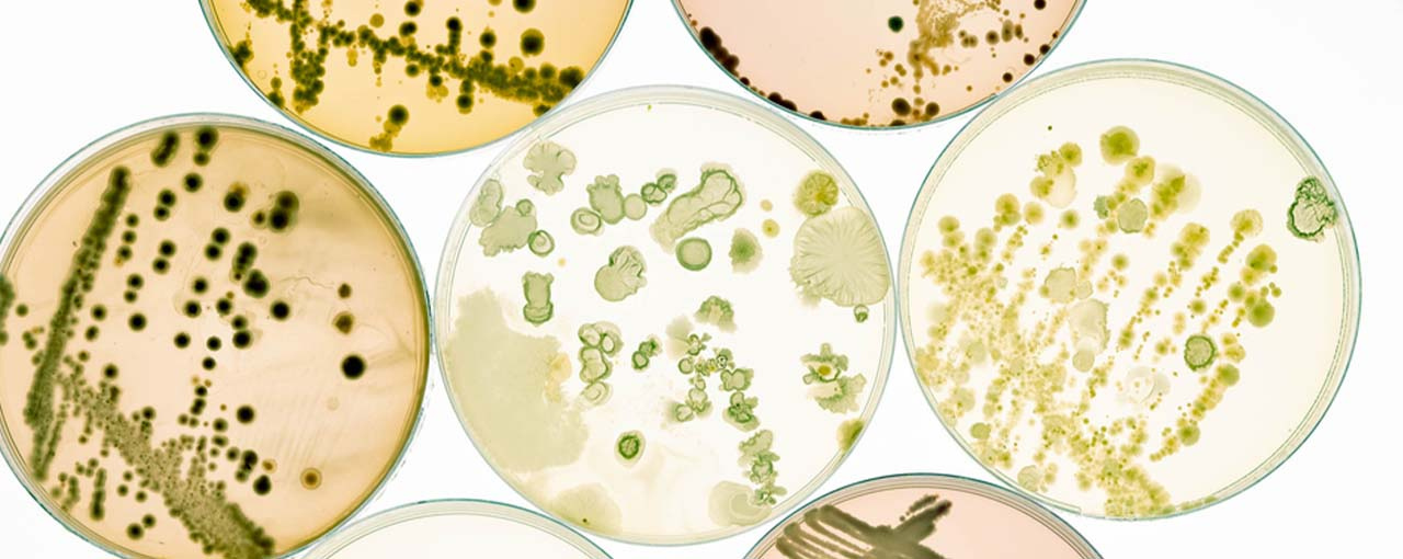 Scleroglucan