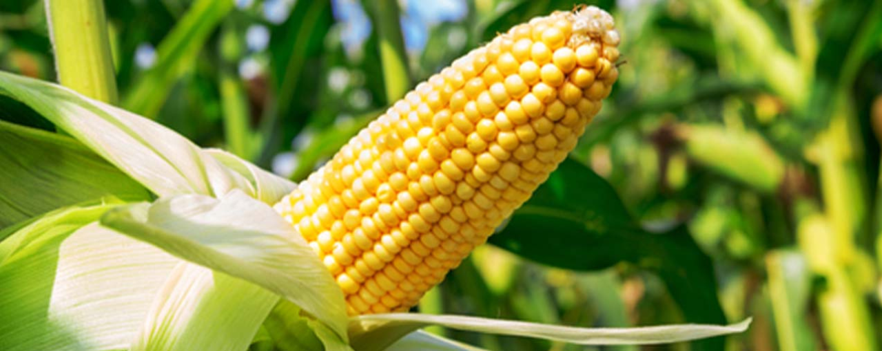 Beauty - Starch Hero Image