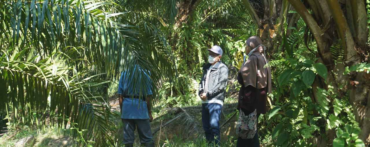 people palm trees image