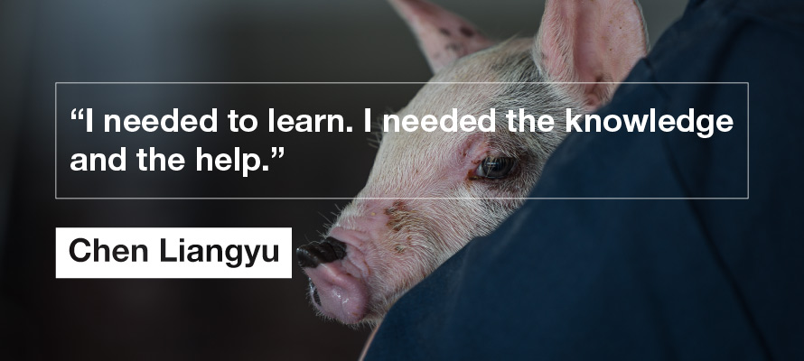 pig background quote image