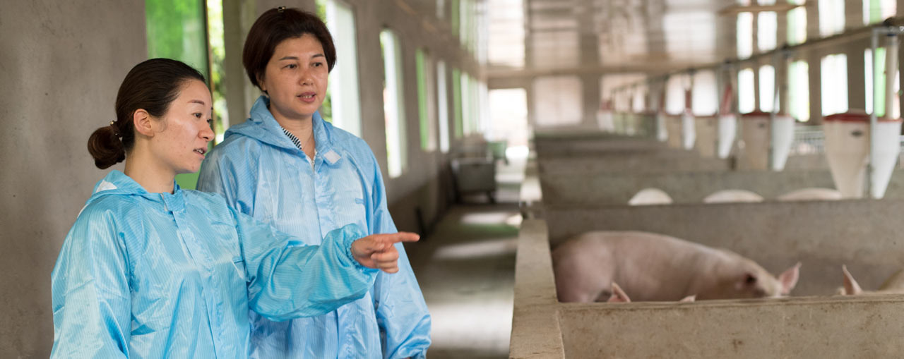 Cargill's training programs help hog farmers in China build better