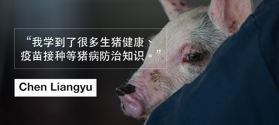 pig background quote image