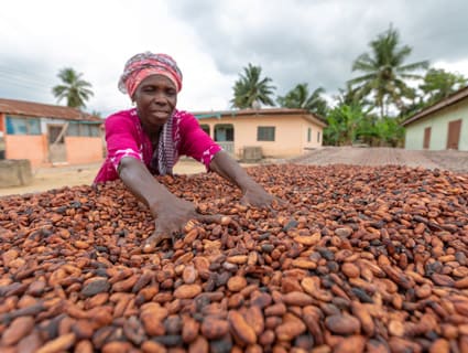 A woman digs through cocoa beans.