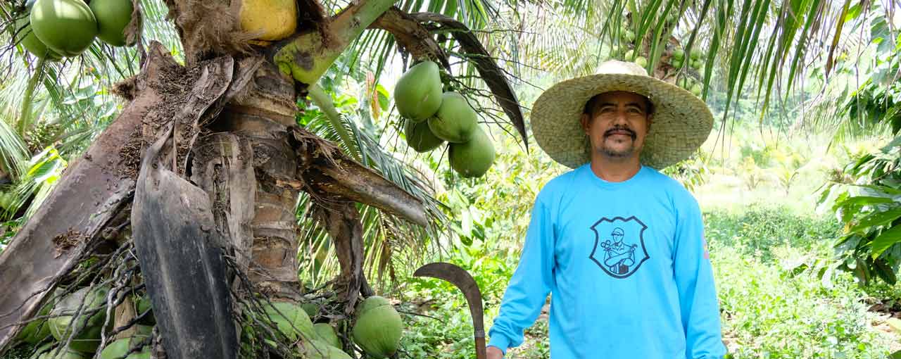 man next to coconut tree image