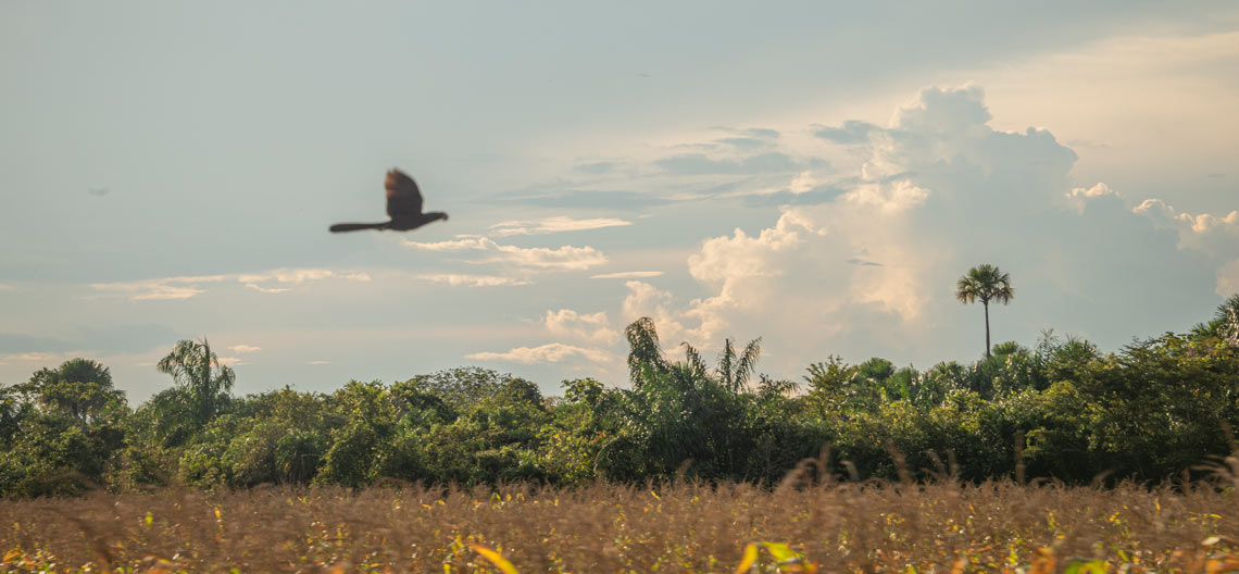 forests and farms image