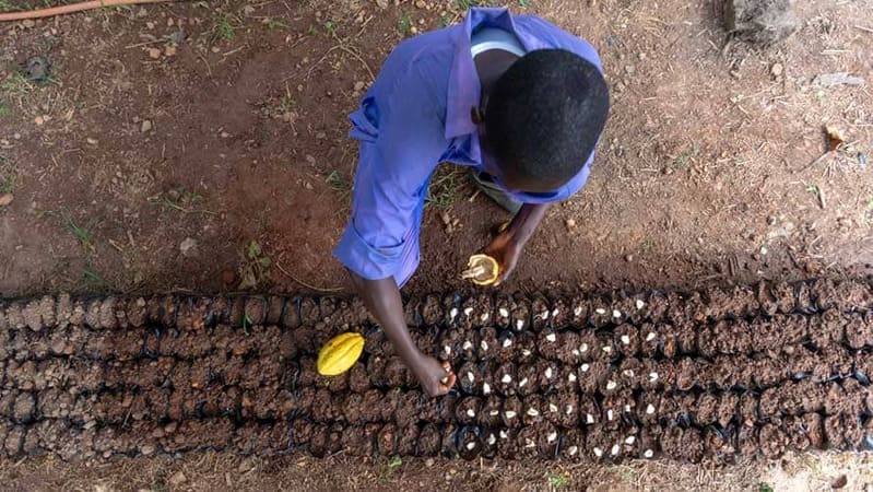 planting cocoa seeds