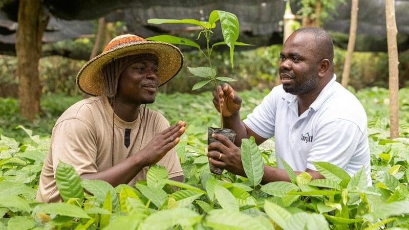 two men looking at small cocoa tree