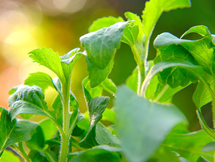 Stevia