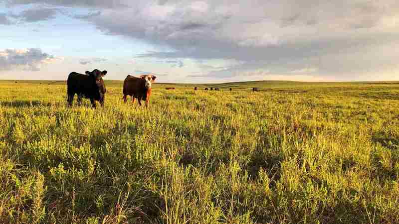 cattle in the field