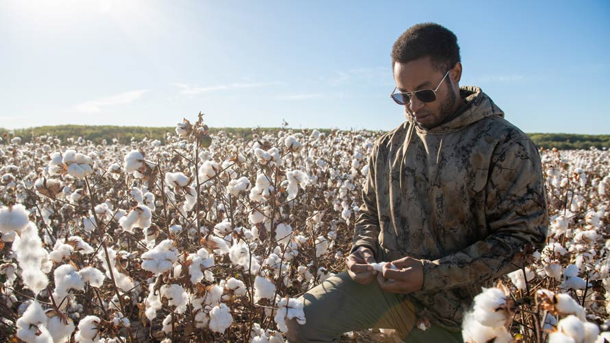 A Black farmer checks the crops at a cotton farm.