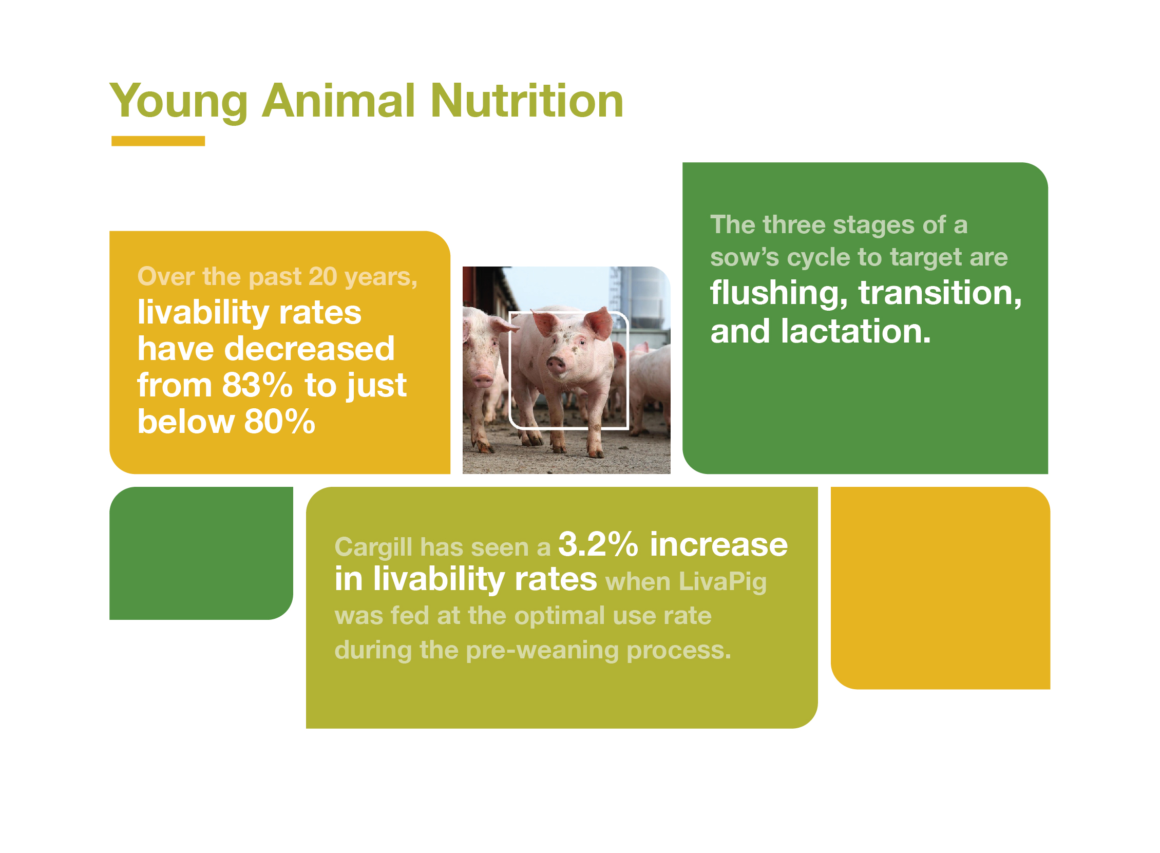 Increasing the levels of nitric oxide in a sows bloodstream