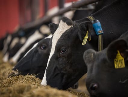 cows close up shot cows close up shot