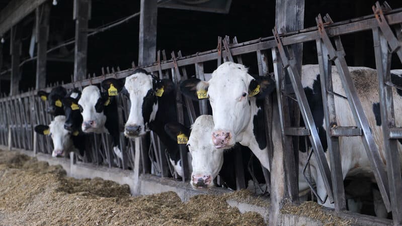 Cows feeding image