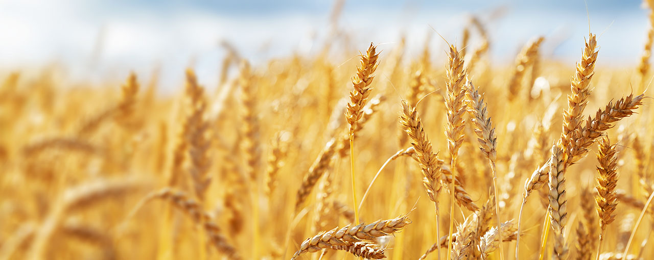 Starches, Sweeteners & Texturizers Sustainability Goals