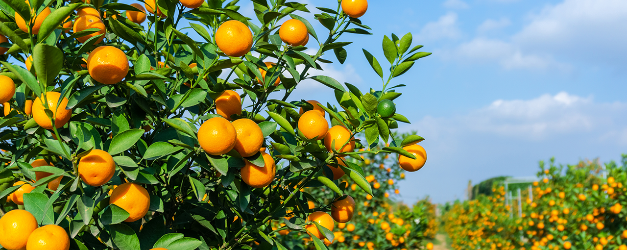 Sustainable Sourced Pectin