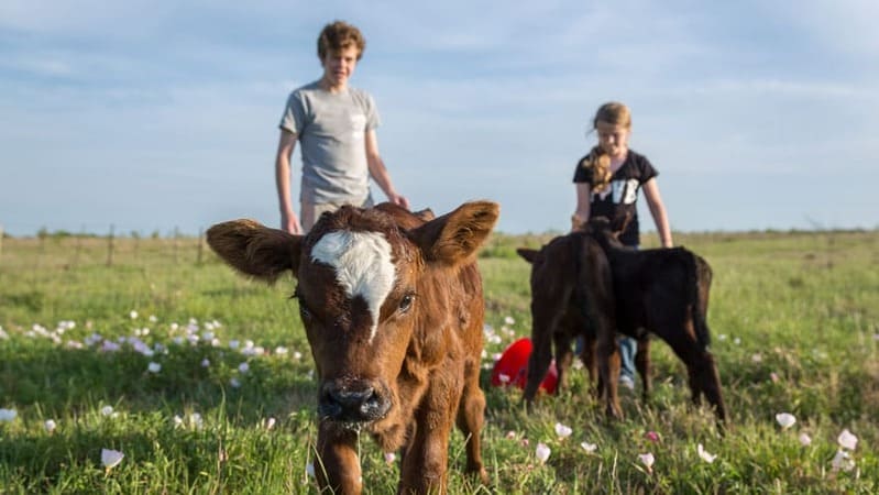calf in foreground and farmers in background image calf in foreground and farmers in background image
