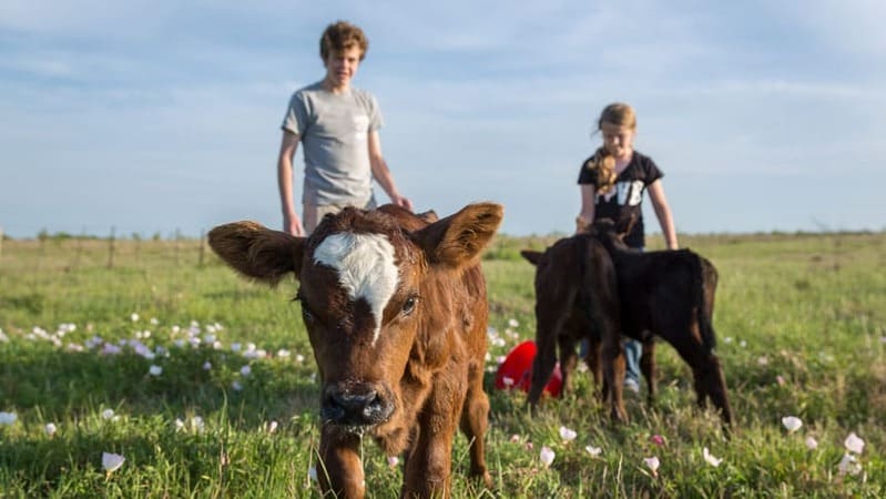 calf in foreground and farmers in background image
