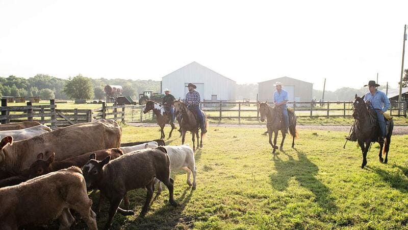 Ranchers herd cattle image
