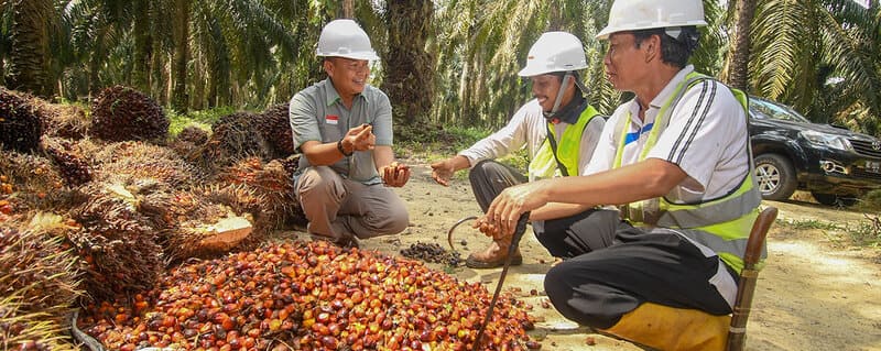 Cargill employees - palm oil supply chain 