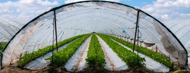 Greenhouse with strawberries covered in plastic sheeting