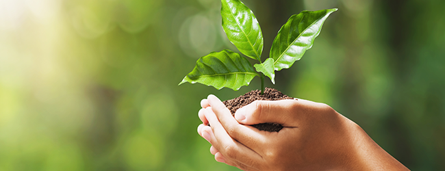 holding a green leaf