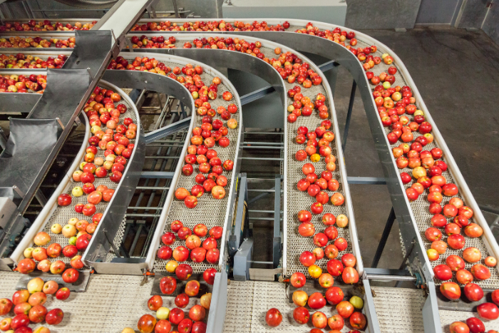 apples on a conveyor belt