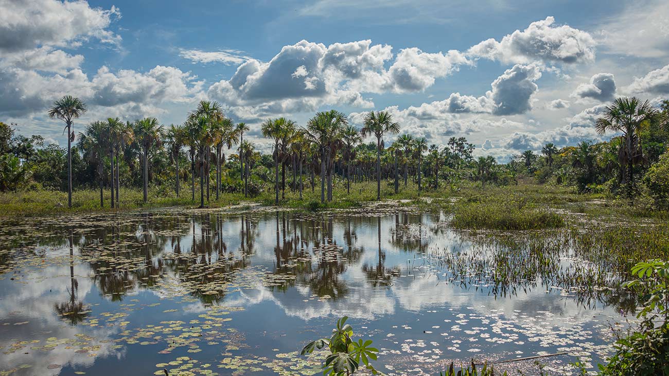Protegendo e revitalizando as florestas no Brasil. Protegendo e revitalizando as florestas no Brasil.