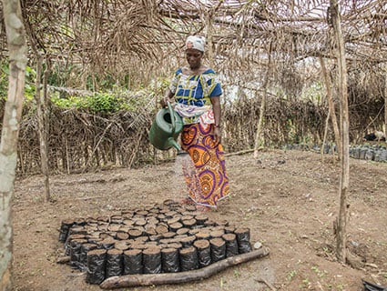 Deforestation-free cocoa supply chain