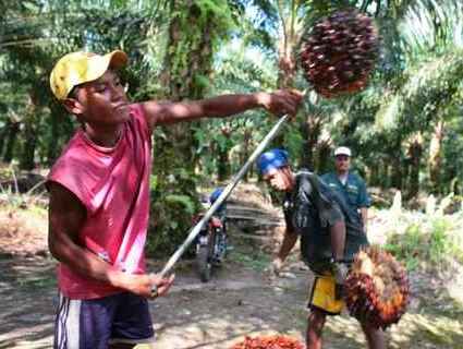 Cargill employees working in the palm oil supply chain