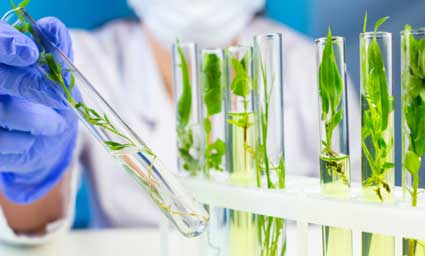 scientist holding test tube filled with plants
