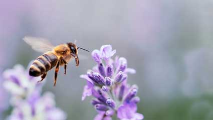 bee hovering above flower