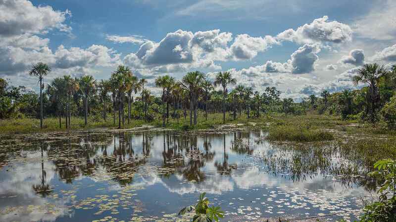 A small body of water amid trees in Brazil. A small body of water amid trees in Brazil.