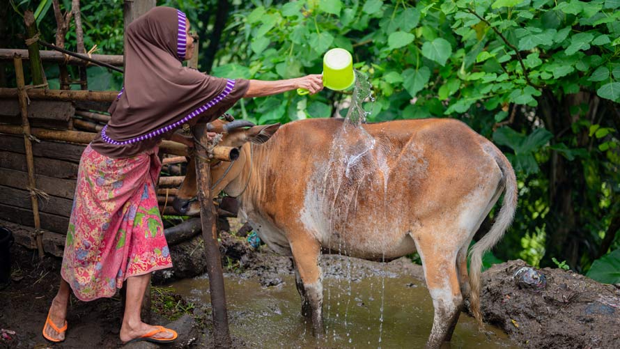 A young girl pours water over an animal. A young girl pours water over an animal.