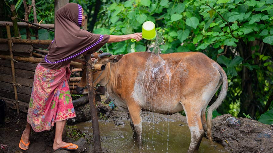 A young girl pours water over an animal.