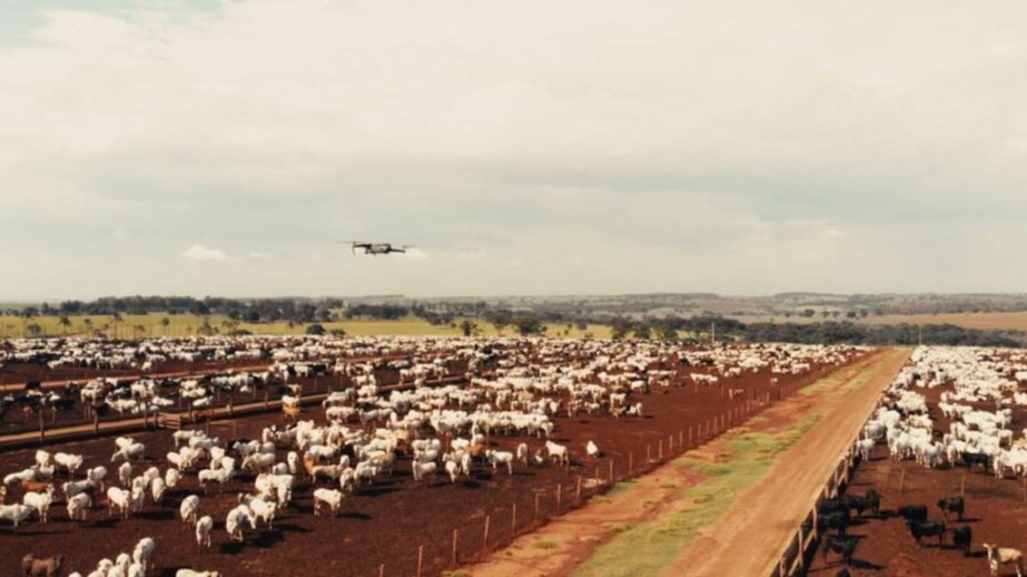 A drone flies over a cattle herd in a Brazil.